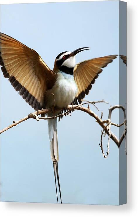 Bird Canvas Print featuring the photograph African Bee Eater by Brian Lee