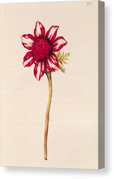 L'anemone; Flower; Botany Canvas Print featuring the painting Anemone by Nicolas Robert