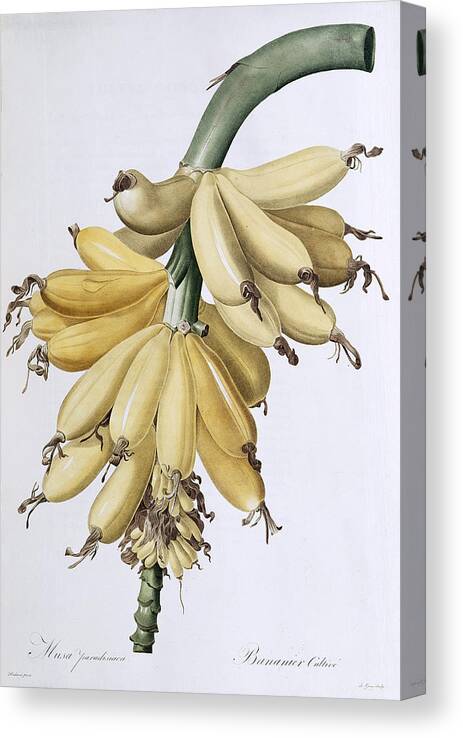 Banana Canvas Print featuring the painting Banana by Pierre Joseph Redoute