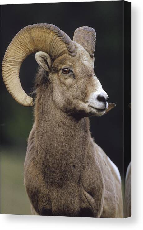 00172337 Canvas Print featuring the photograph Bighorn Sheep Male Portrait Banff by Tim Fitzharris