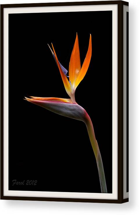 Flower Canvas Print featuring the photograph Bird of Paradise by Farol Tomson