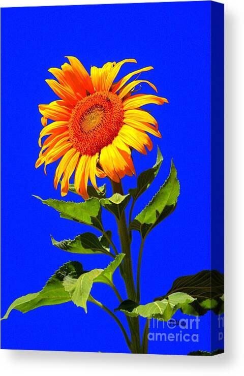 Sun Canvas Print featuring the photograph Bright Sunflower by Patrick Witz