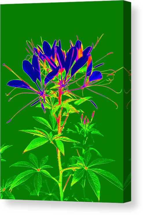 Computer Generated Flower Canvas Print featuring the photograph Cleome gone abstract by Kim Galluzzo