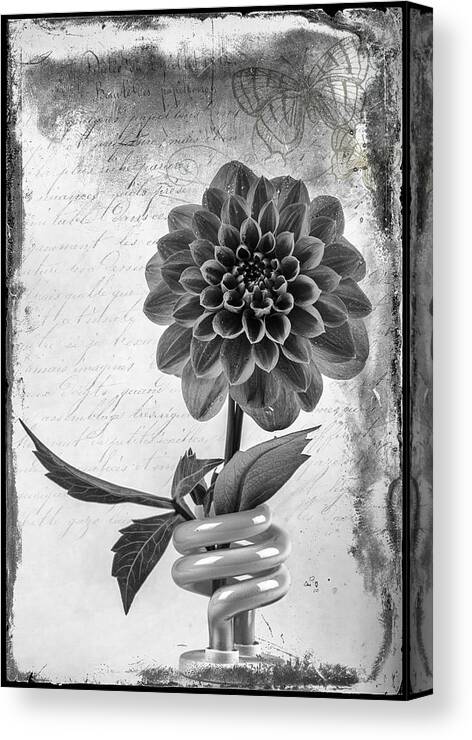 Dalia Canvas Print featuring the photograph Dahlia in Bulb by James Bethanis