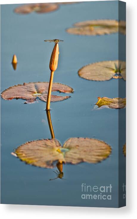 Angkor Canvas Print featuring the photograph Dragonfly And Lotus by Luciano Mortula