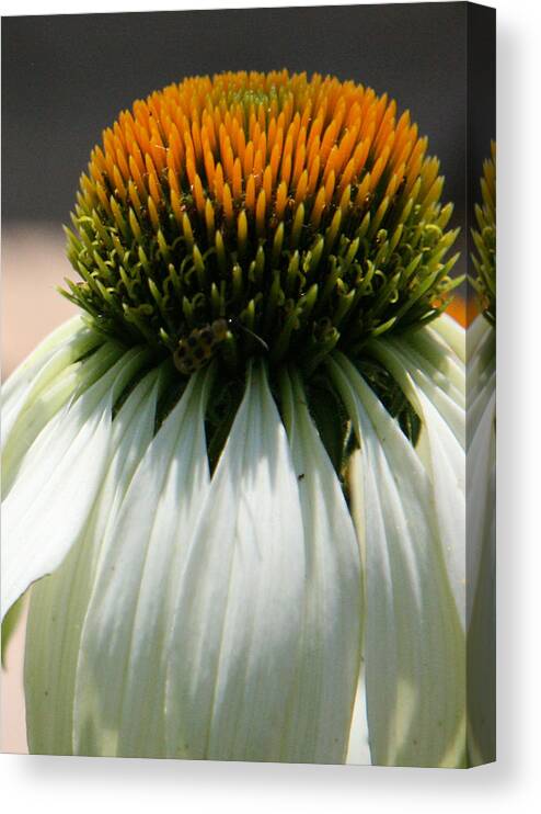 Floral Canvas Print featuring the photograph Droopy Coneflower Daisy with Bug by Donna Corless