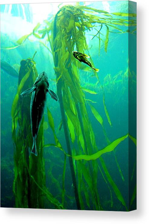 Fish Canvas Print featuring the photograph Fish and Kelp by Amelia Racca