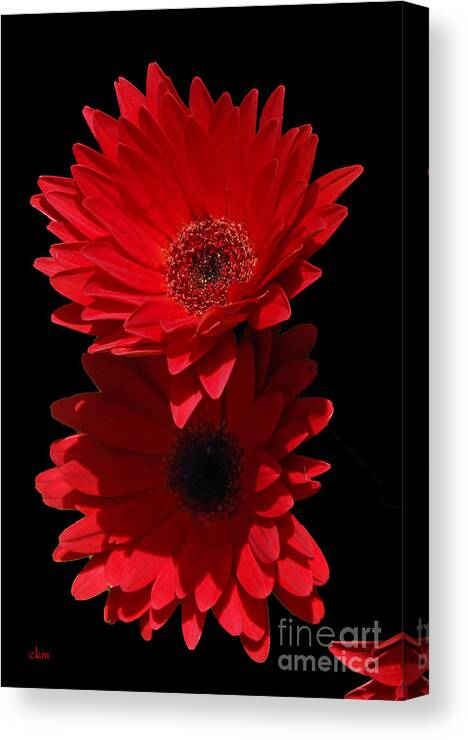 Floral Canvas Print featuring the photograph Flowers from my son by Cindy Manero