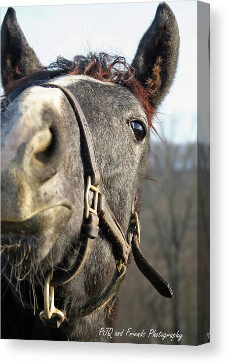 Thorougbred Race Horse Canvas Print featuring the photograph 'For the Love of Elvis' by PJQandFriends Photography
