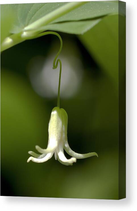 White Bell Canvas Print featuring the photograph Forest Bell by Betty Depee