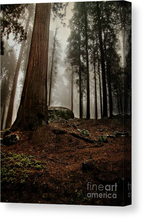 Landscape Canvas Print featuring the photograph Forest Floor and Fog by Susan Gary
