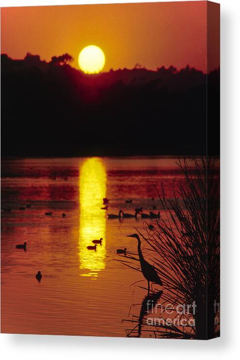 Bird Canvas Print featuring the photograph Great Egret - Santa Barbara Bird Refuge by Craig Lovell