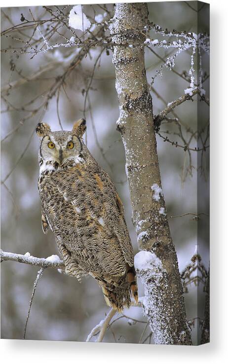 00170560 Canvas Print featuring the photograph Great Horned Owl In Its Pale Form by Tim Fitzharris