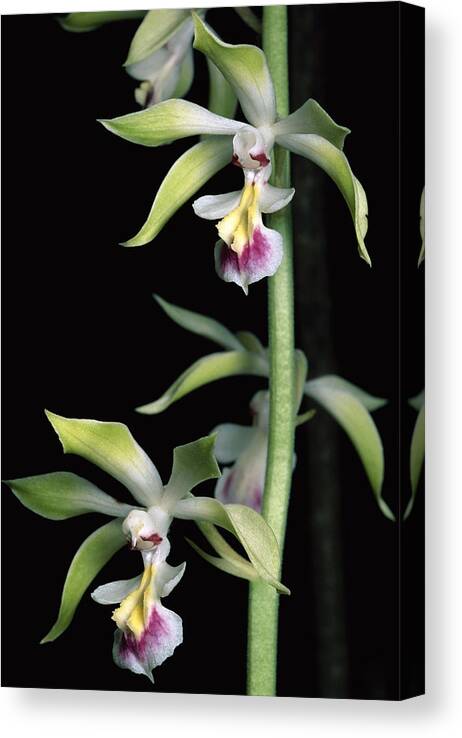 00750529 Canvas Print featuring the photograph Hardy Calanthe Orchid China by Mark Moffett