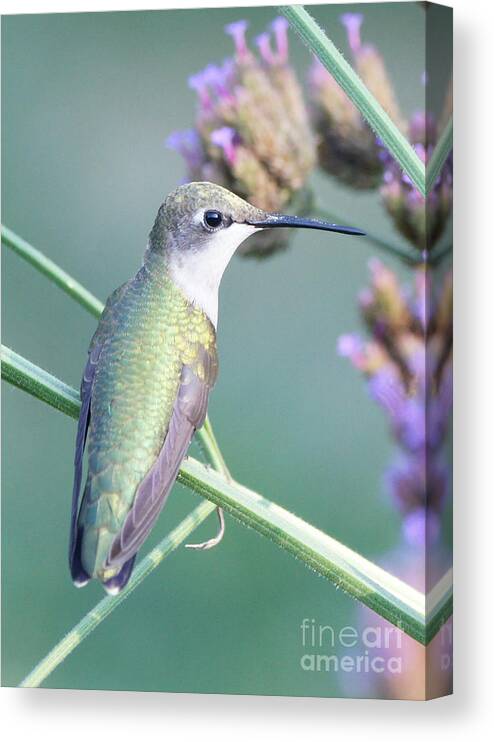 Hummingbird Canvas Print featuring the photograph Hummingbird at Rest by Robert E Alter Reflections of Infinity