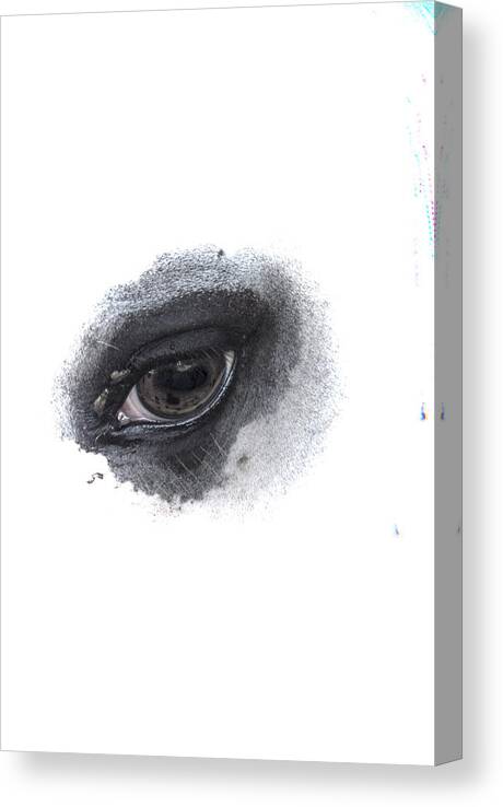 Eye Canvas Print featuring the photograph Indys Eye by Judy Hall-Folde