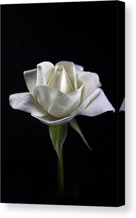 White Rose Canvas Print featuring the photograph Innocence by Elsa Santoro