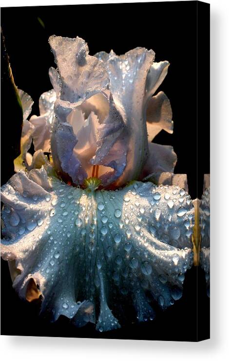 Floral Canvas Print featuring the photograph Iris by Monika A Leon