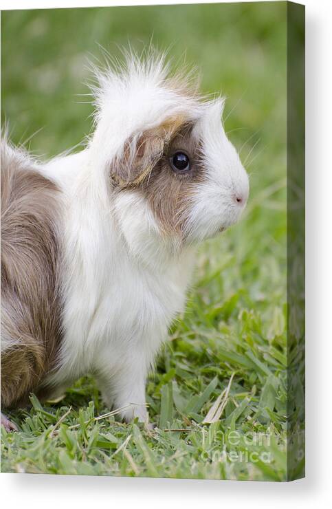 Guinea Pig Canvas Print featuring the photograph It was my punk phase by Jim And Emily Bush
