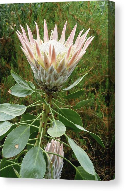 Protea Cynaroides Canvas Print featuring the photograph King Protea (protea Cynaroides) Flower by Vaughan Fleming