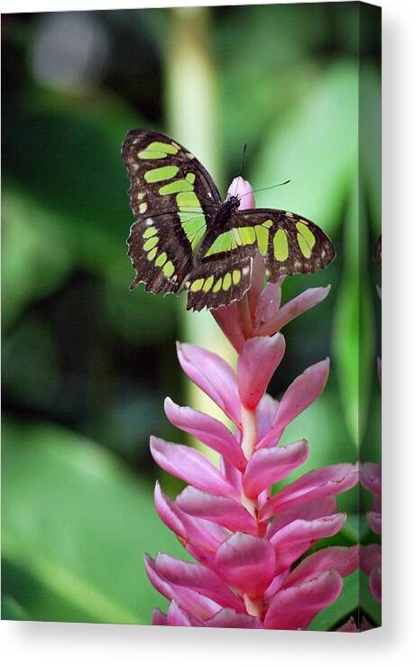 Butterfly Canvas Print featuring the photograph Landing On Top by Amee Cave