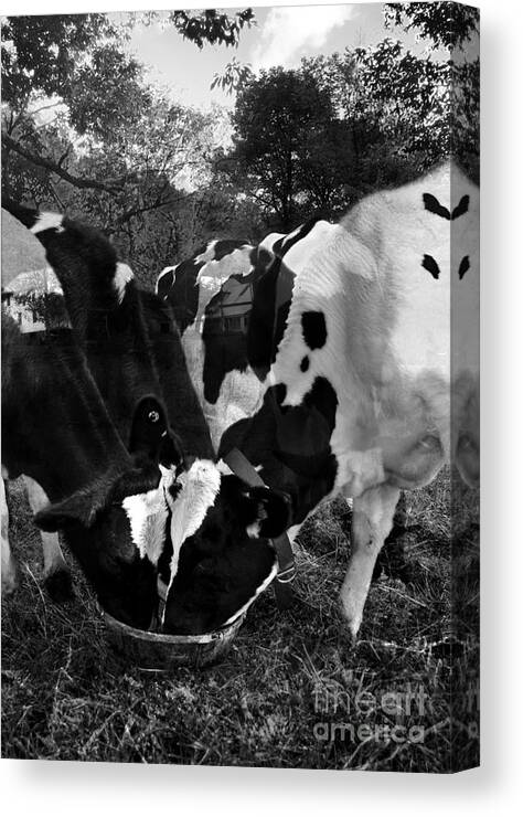 Agriculture Greeting Cards Canvas Print featuring the photograph Life is a Circle by Danielle Summa