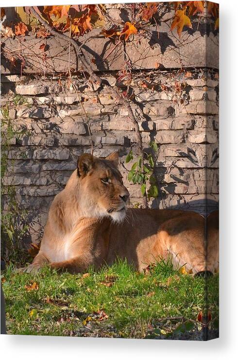 Photography Canvas Print featuring the photograph lion Territory by Michael Mrozik