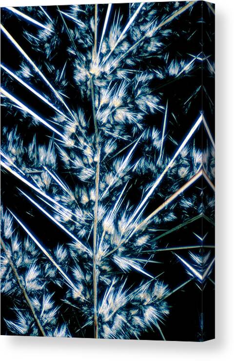 Lm Canvas Print featuring the photograph Lm Of Crystals Of Streptomycin by David Parker