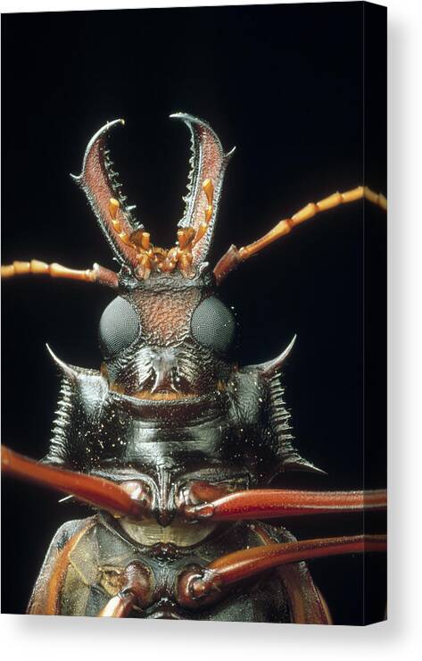 Mp Canvas Print featuring the photograph Longhorn Beetle Macrodontia Cervicornis by Mark Moffett