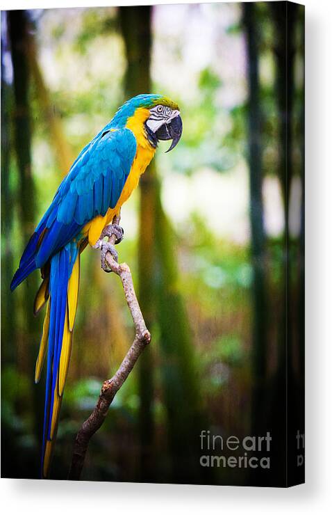 Bird Canvas Print featuring the photograph Macaw by Joan McCool