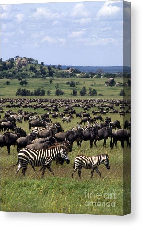 Eco-tourism Canvas Print featuring the photograph Migration - Serengeti Plains Tanzania by Craig Lovell