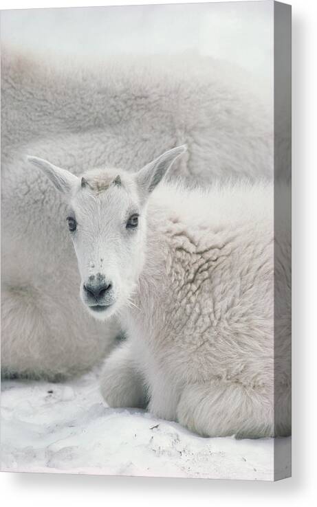 Mp Canvas Print featuring the photograph Mountain Goat Oreamnos Americanus by Gerry Ellis