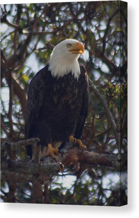 Bald Eagle Canvas Print featuring the photograph My Madrona by Kym Backland