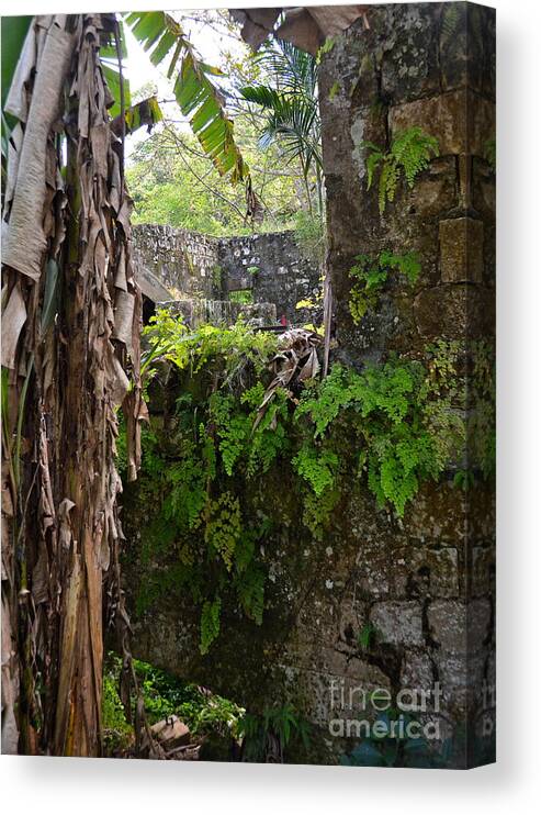 Jamaica Canvas Print featuring the photograph Old Jamaican Sugar Mill by Carol Bradley