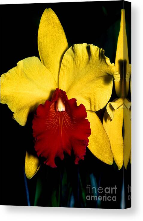 Orchid Canvas Print featuring the photograph Orchid 9 by Terry Elniski