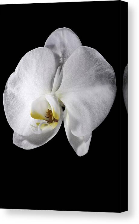 Flower Canvas Print featuring the photograph Orchid by Nathaniel Kolby