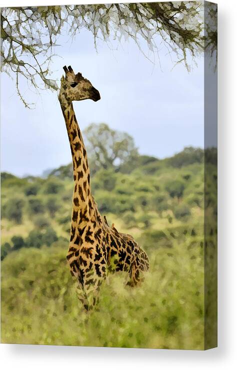 Africa Canvas Print featuring the photograph Painted Giraffe by Jack Daulton