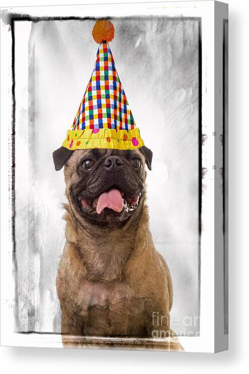 Party Canvas Print featuring the photograph Party Animal by Edward Fielding
