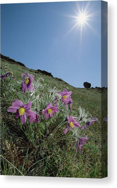 Mp Canvas Print featuring the photograph Pasque Flower Pulsatilla Sp On Hillside by Konrad Wothe
