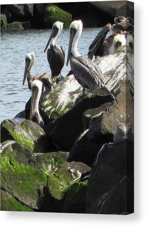 Pelicans Canvas Print featuring the photograph Pelicans at Hammond by Steven A Bash