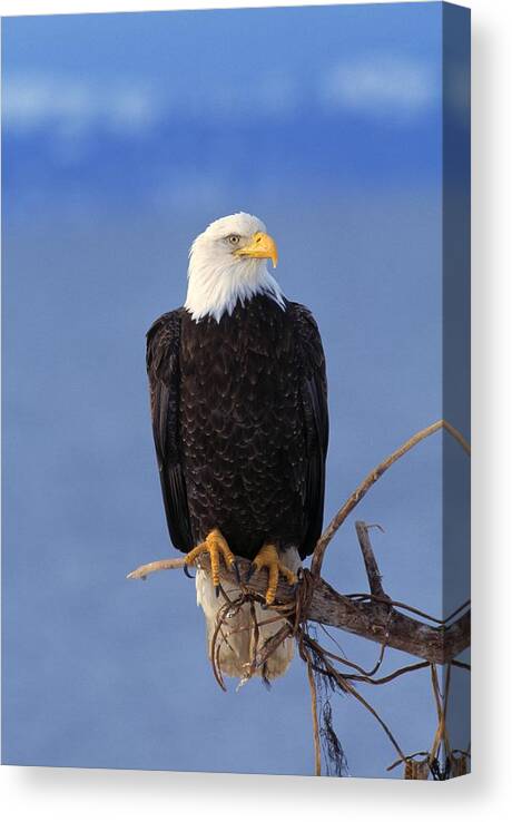 Animal Canvas Print featuring the photograph Perched Bald Eagle by Natural Selection David Ponton
