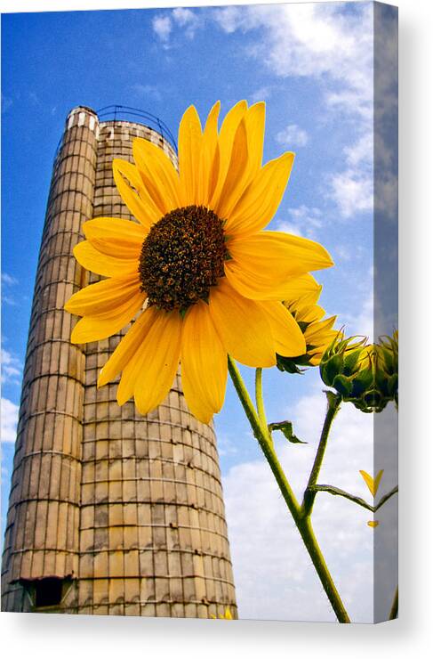 Grain Canvas Print featuring the photograph Perspective by Brian Duram