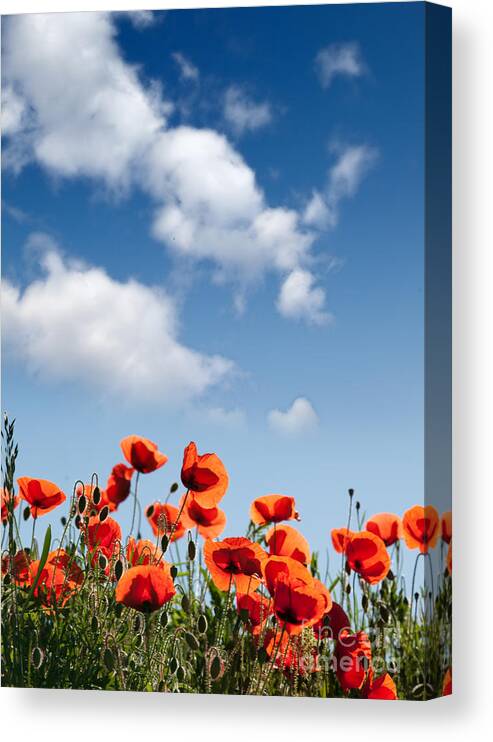 Poppy Canvas Print featuring the photograph Poppy Flowers 04 by Nailia Schwarz