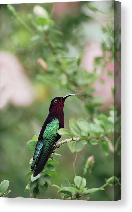 Mp Canvas Print featuring the photograph Purple-throated Carib Eulampis by Gerry Ellis