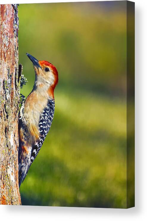 Red-bellied Woodpecker Canvas Print featuring the photograph Red-Bellied Tree Pecker by Bill and Linda Tiepelman