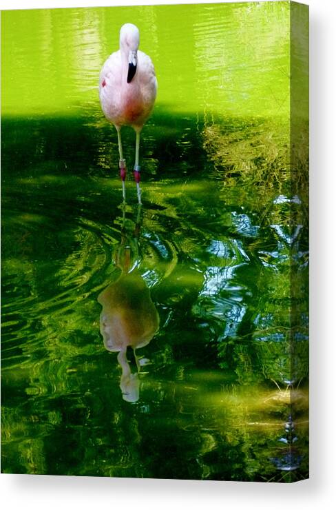 Flamingo Canvas Print featuring the photograph Reflection upon a Reflection by Amelia Racca