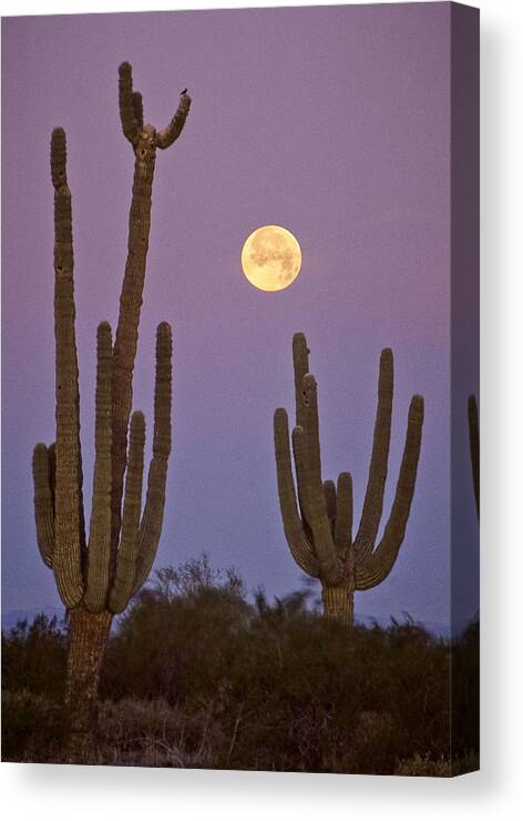 Desert Canvas Print featuring the photograph Sonoran Moonrise by Jim Painter
