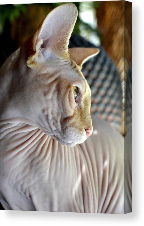 Sphynx Cat Canvas Print featuring the photograph Sphynx in Profile by Fraida Gutovich