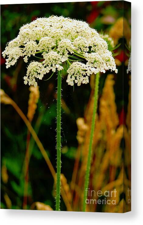 Queen Anne's Lace Canvas Print featuring the photograph Spider Web Umbrella by Rory Siegel