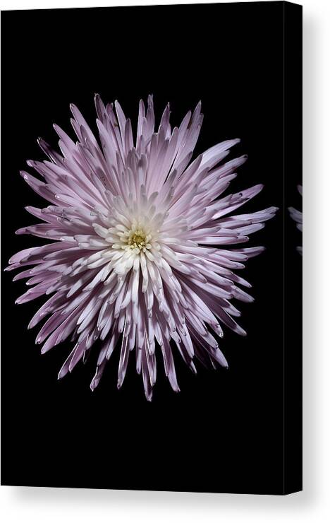 Flower Canvas Print featuring the photograph Spiky Flower by Nathaniel Kolby